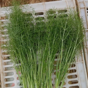 荤香大量现货