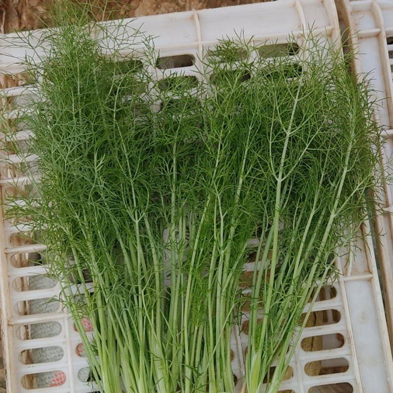 荤香大量现货