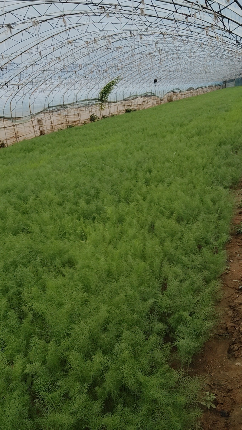 荤香大量现货