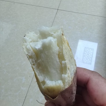 纯沙地哈密薯,条形好色泽亮,现挖现采支持各种包装全国发货