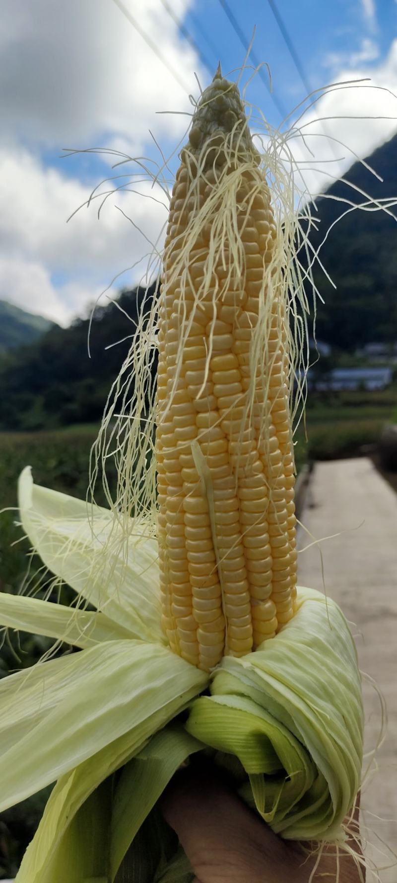 甜玉米