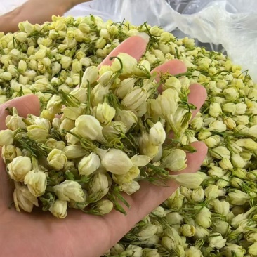 横县茉莉花干