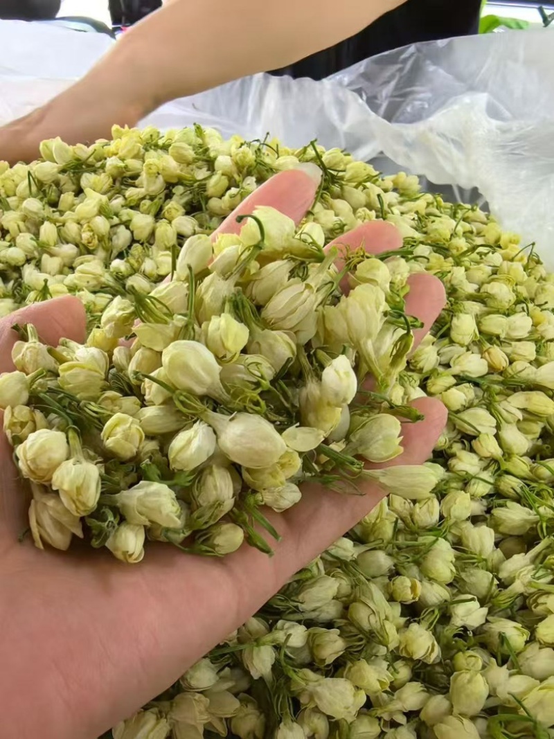 横县茉莉花干