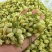 横县茉莉花干