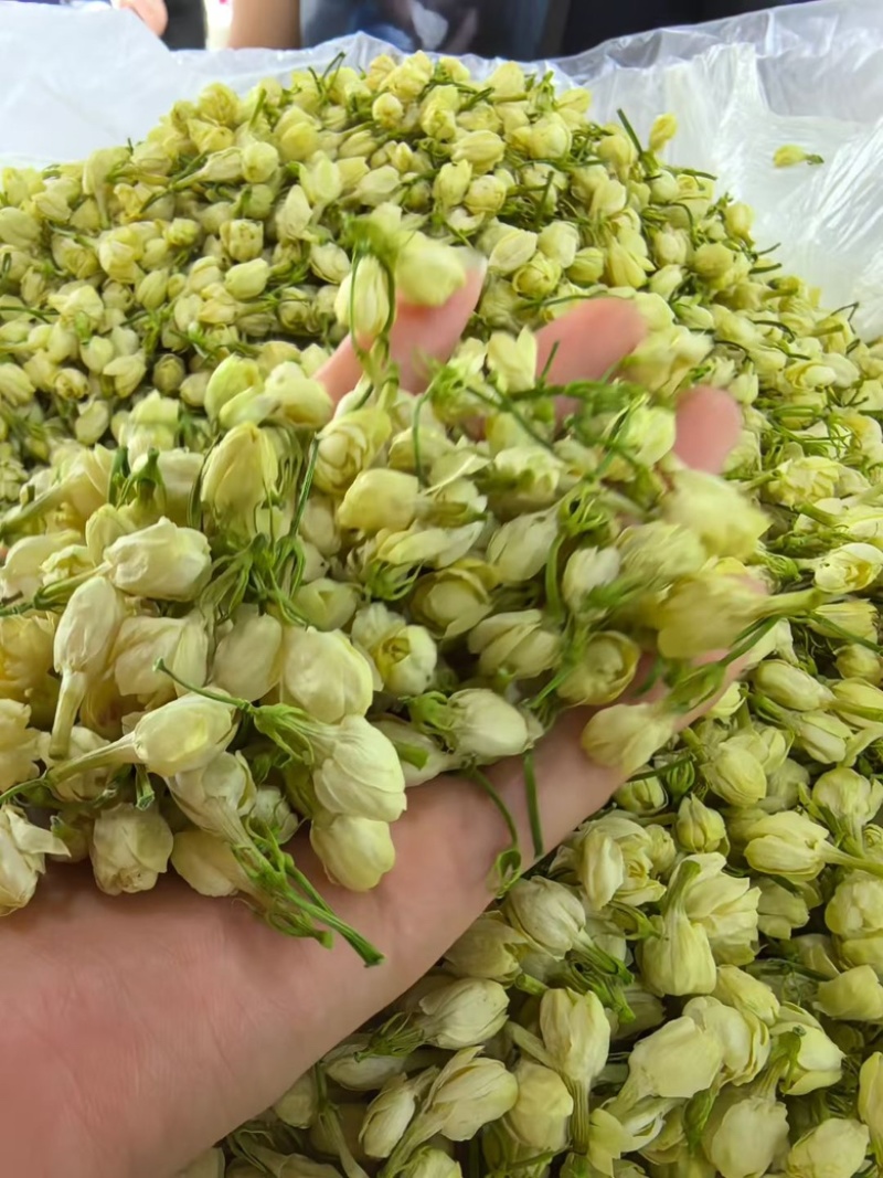 横县茉莉花干