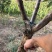 【韩城地道大黄杏树特惠上新】下单立享种植指导！