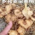 多花姜型黄精