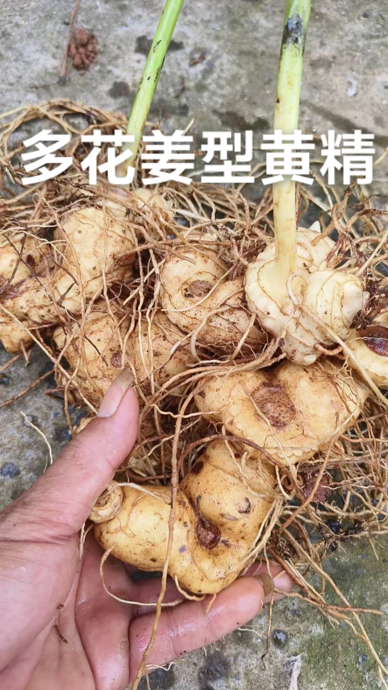 多花姜型黄精