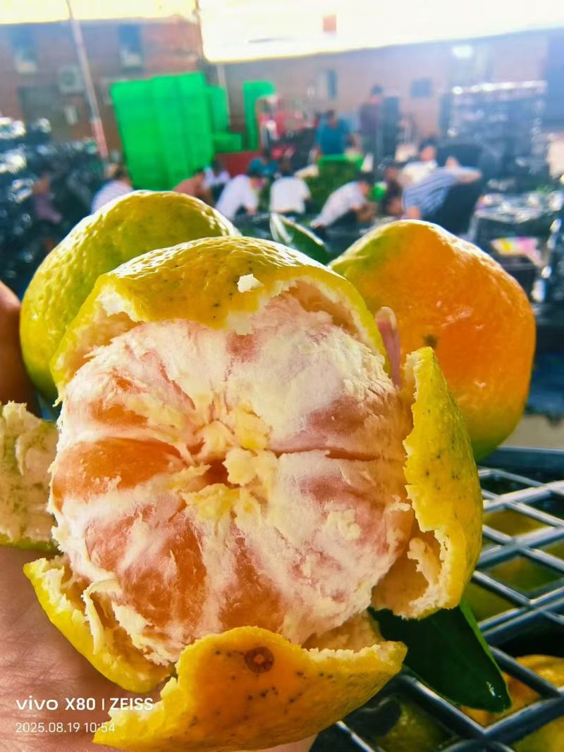 精品蜜橘皮薄多汁量大从优产地直发对接全国诚信经营