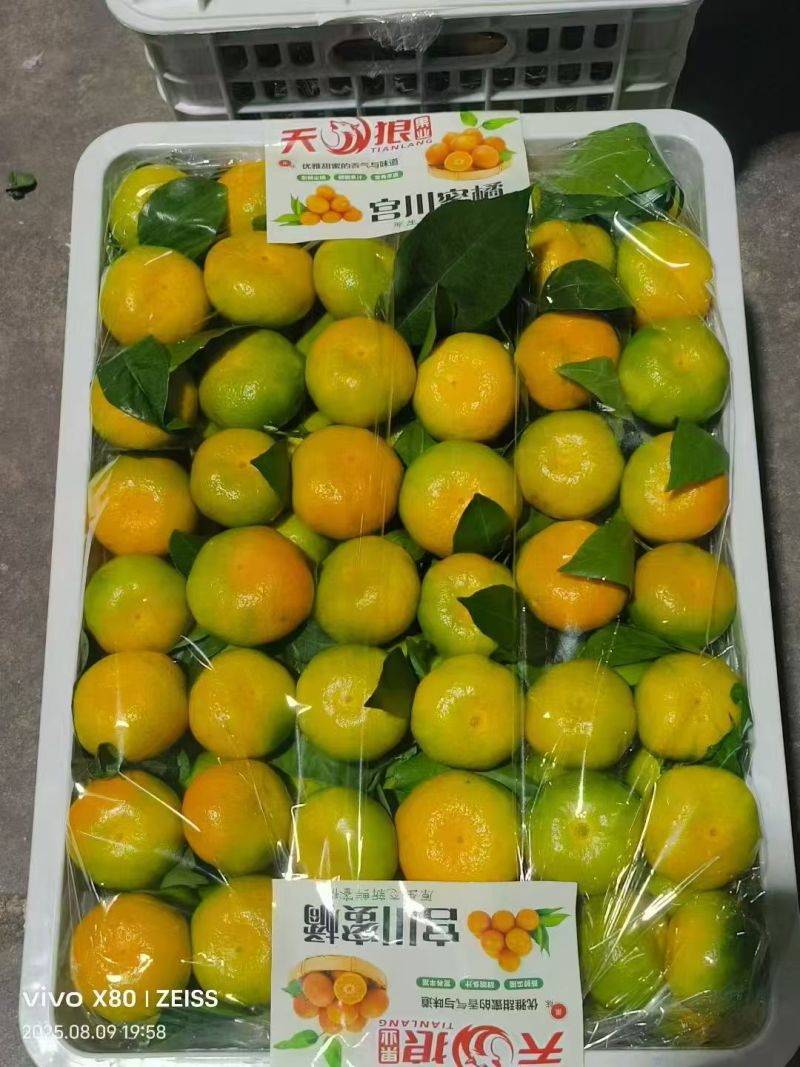 精品蜜橘皮薄多汁量大从优产地直发对接全国诚信经营