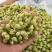 横县茉莉花干