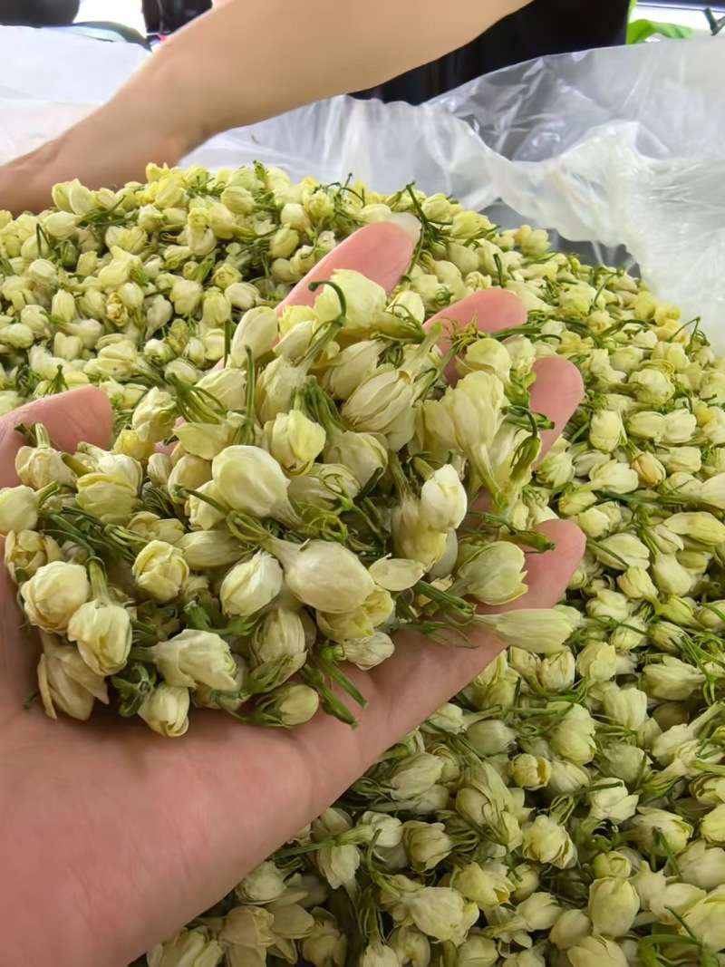 横县茉莉花干