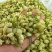 横县茉莉花干