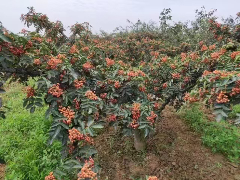 【陕西韩城大红袍花椒苗/花椒树**特惠】现挖现发！
