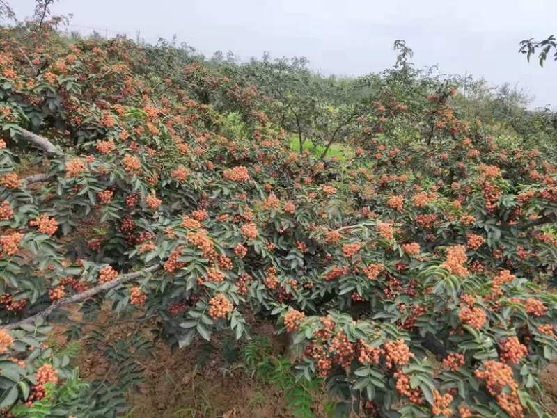 【陕西韩城大红袍花椒苗/花椒树**特惠】现挖现发！