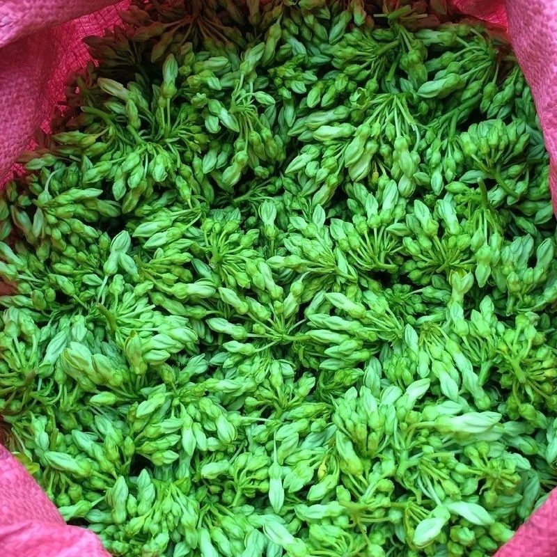 【实力】精品夜香花产地直发品质保证一手货源大量供