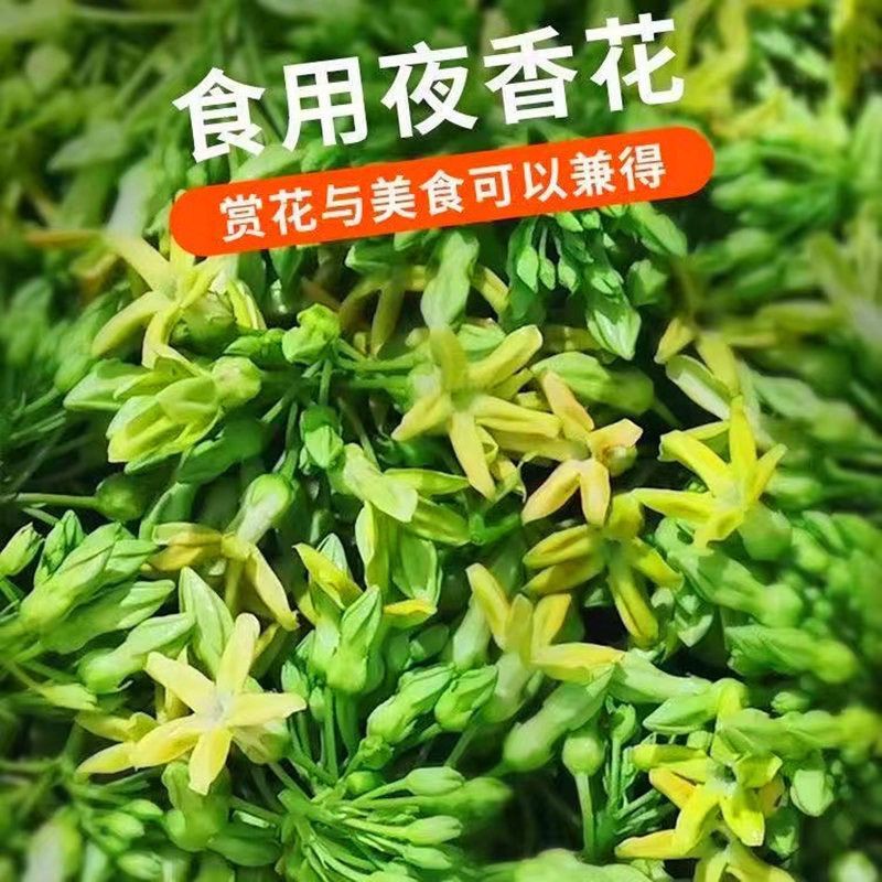 【实力】精品夜香花产地直发品质保证一手货源大量供