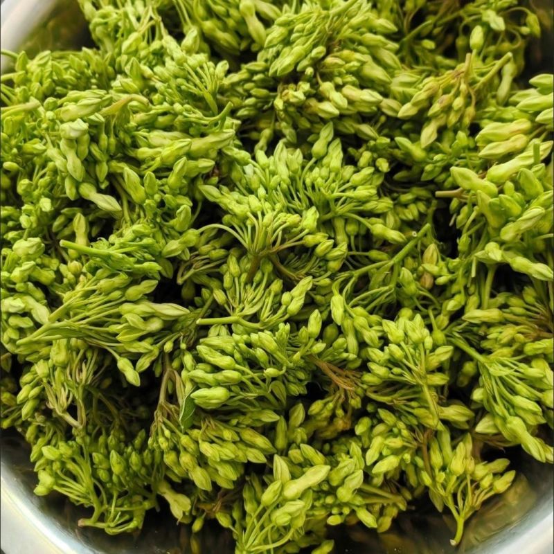 【质优】精品夜香花物美价廉价格优惠现摘现发一手货