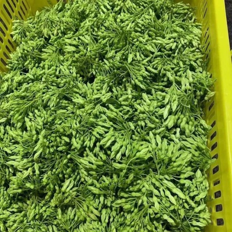 【质优】精品夜香花物美价廉价格优惠现摘现发一手货