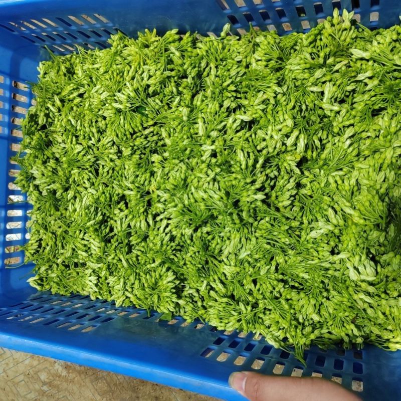 【质优】精品夜香花物美价廉价格优惠现摘现发一手货