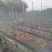【实力商家】夜香花种苗现挖现发自产自销品质保证量大