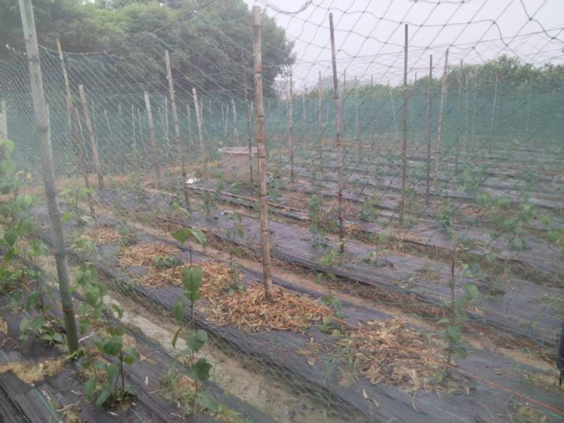 【实力商家】夜香花种苗现挖现发自产自销品质保证量大