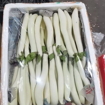 白长茄