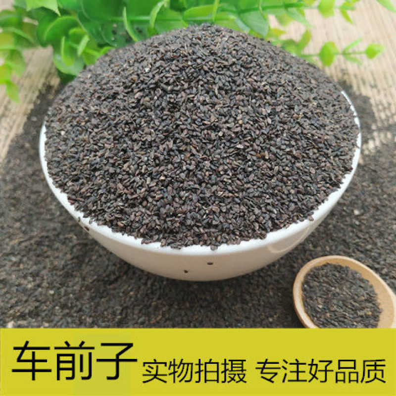 正宗车前子江西车前籽野生车前子茶车前实车前草籽大货批发