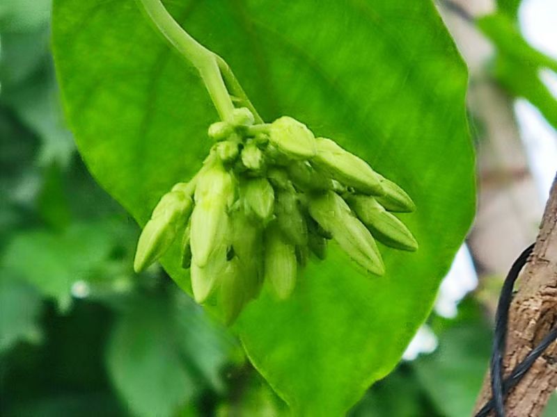 【质优】精品夜香花物美价廉价格优惠现摘现发一手货