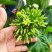 【质优】精品夜香花物美价廉价格优惠现摘现发一手货