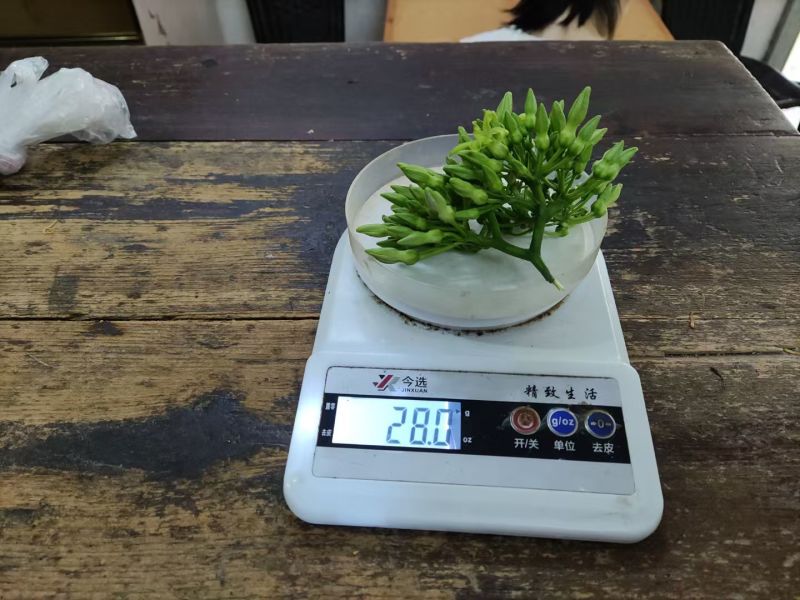【质优】精品夜香花物美价廉价格优惠现摘现发一手货