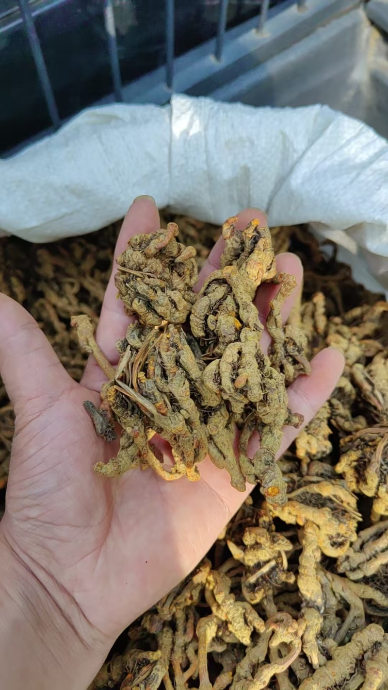 黄连\重庆石柱县基地供货\对接全国各大采购商
