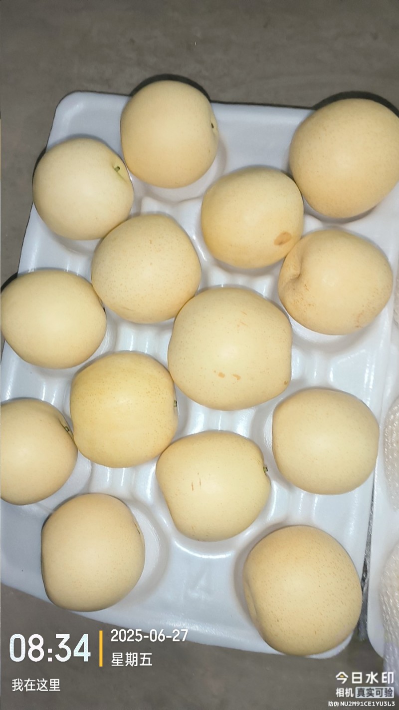 河北石家庄赵县精品黄冠梨大量上市，产地直发，价格便宜！