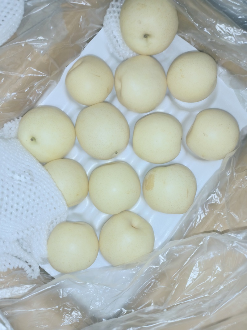 河北石家庄赵县精品黄冠梨大量上市，产地直发，价格便宜！
