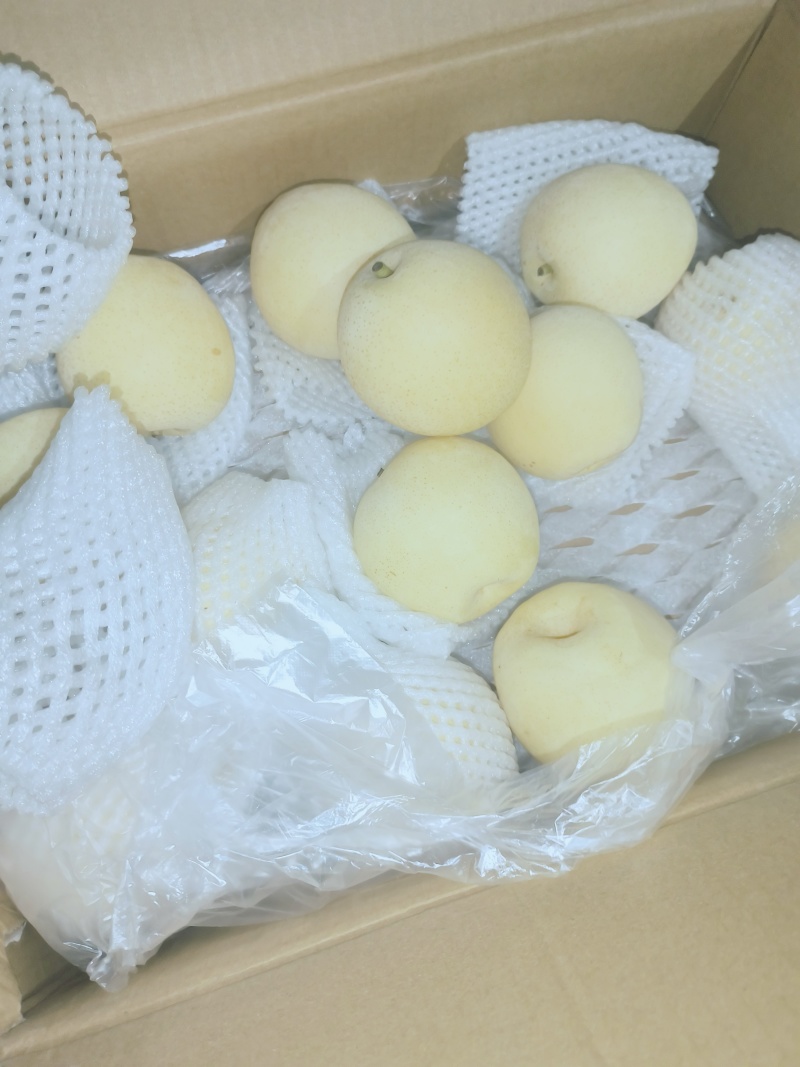 河北石家庄赵县精品黄冠梨大量上市，产地直发，价格便宜！
