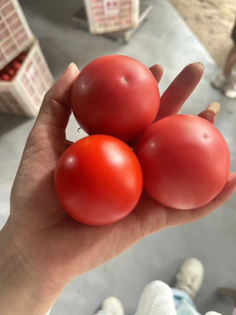 精品西红柿硬果