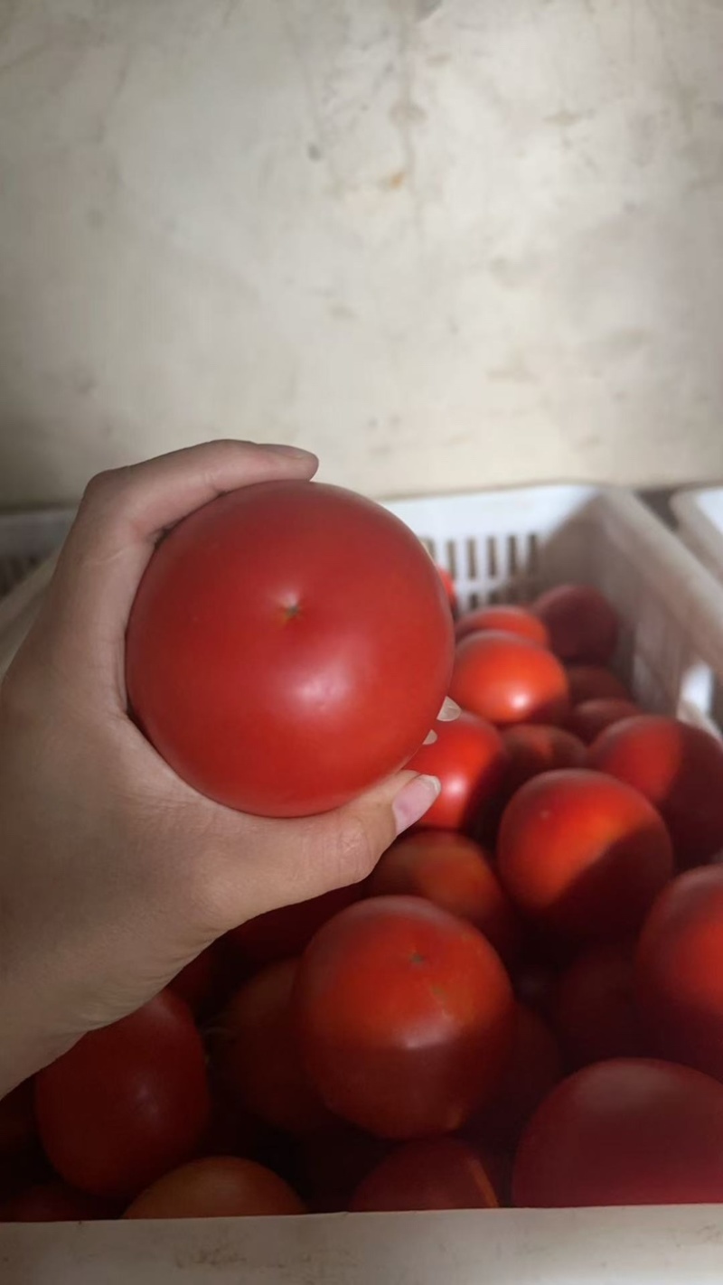 精品西红柿硬果