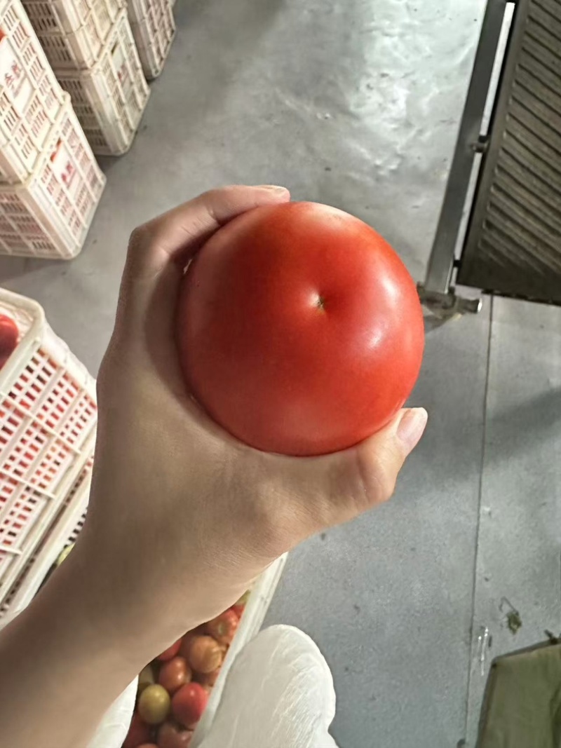 精品西红柿硬果