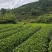 2025江西特产绿茶狗牯脑茶原产地高山茶叶