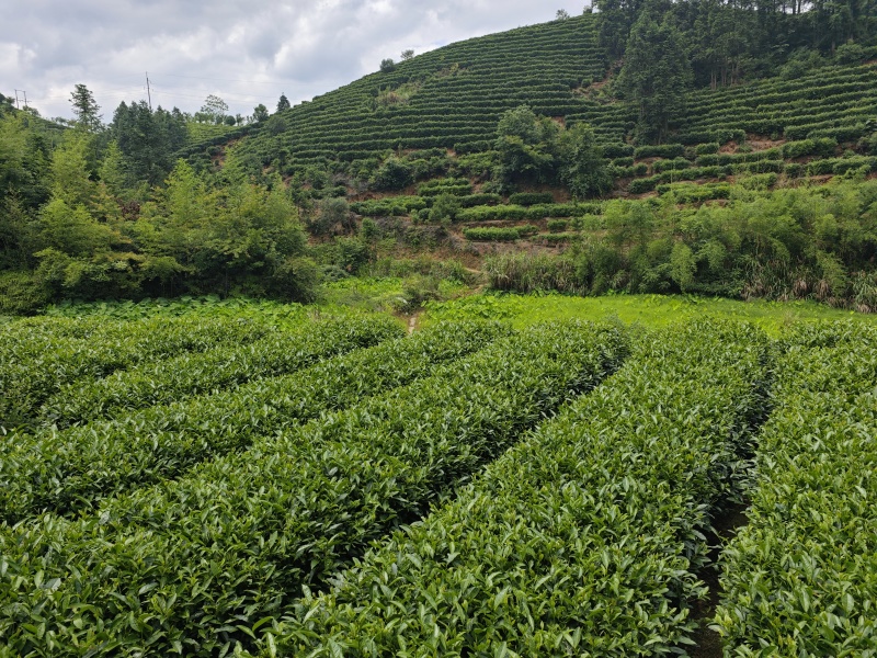 2025江西特产绿茶狗牯脑茶原产地高山茶叶