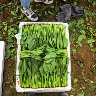 内蒙菠菜