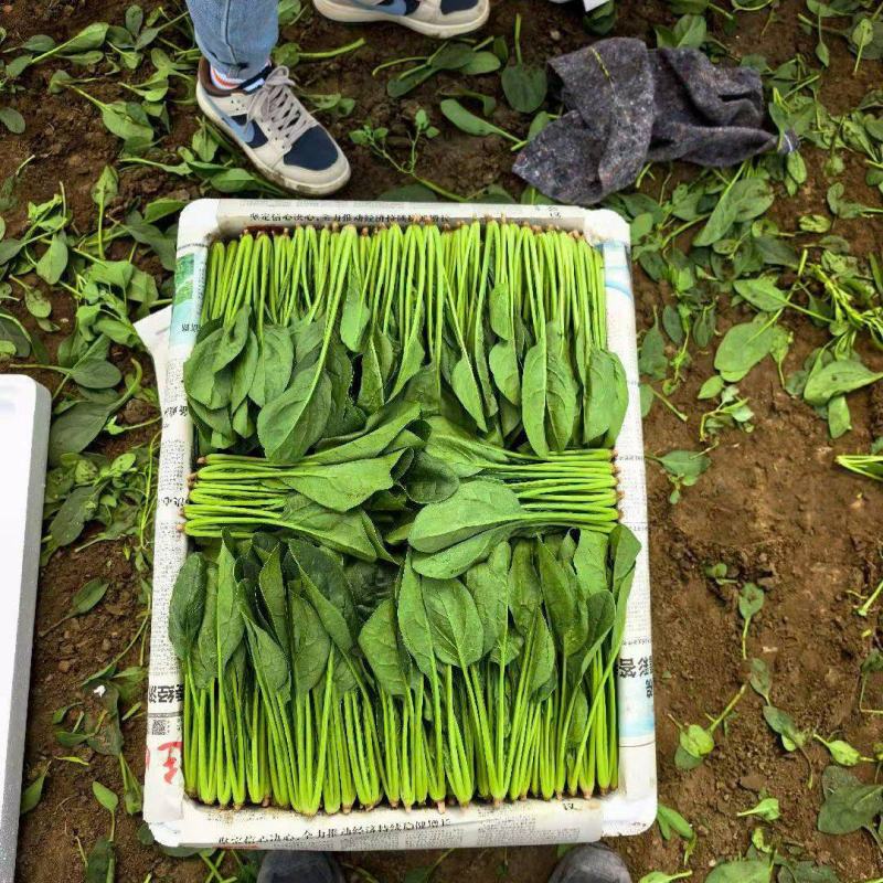 内蒙菠菜