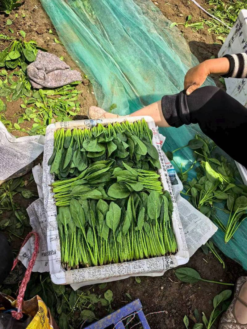 内蒙菠菜