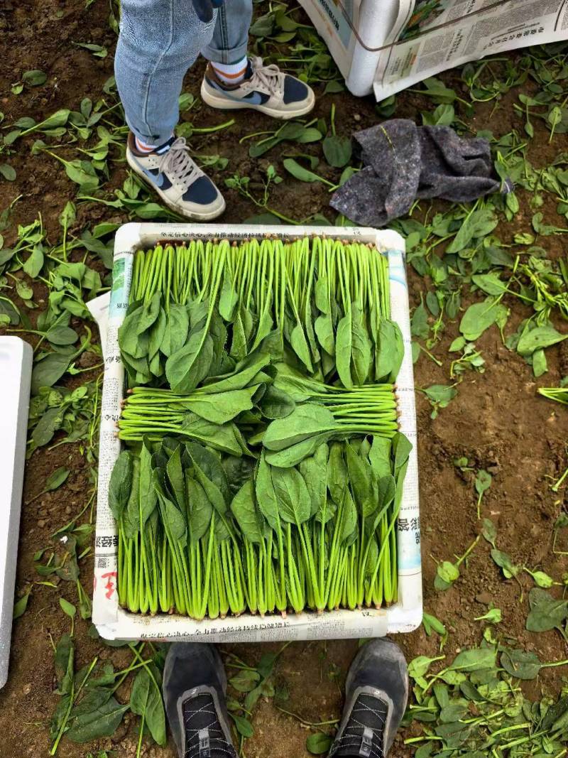 内蒙菠菜