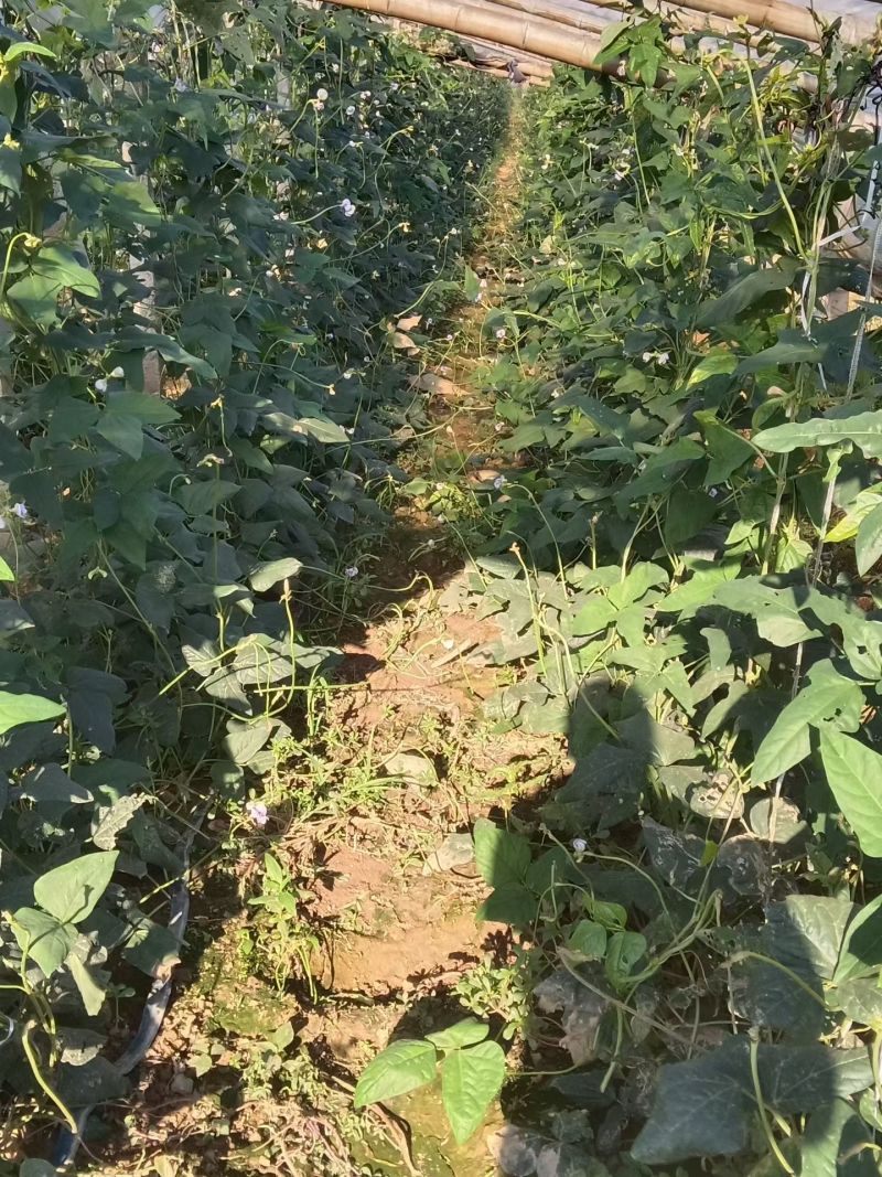 豆角