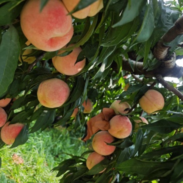 水蜜桃永莲蜜1号150亩黏合，拆袋中大量上市寻求有实力客
