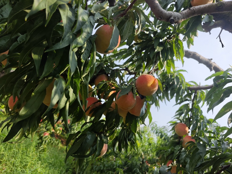 水蜜桃永莲蜜1号150亩黏合，拆袋中大量上市寻求有实力客