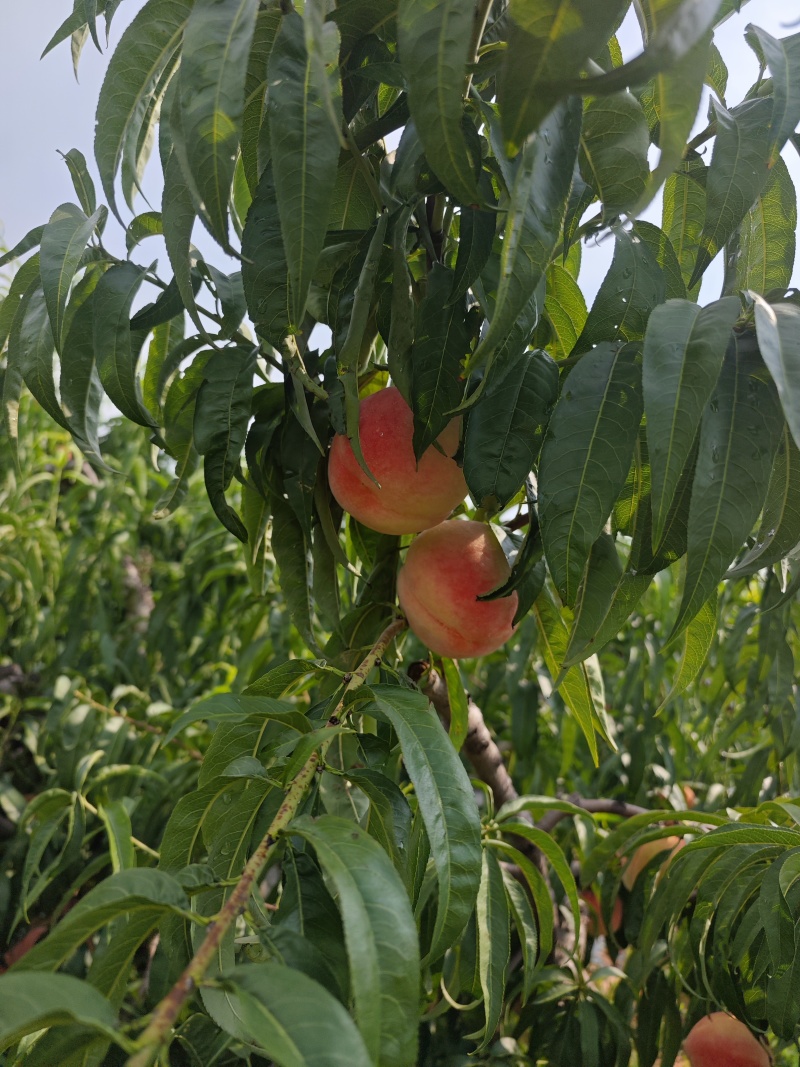 水蜜桃永莲蜜1号150亩黏合，拆袋中大量上市寻求有实力客