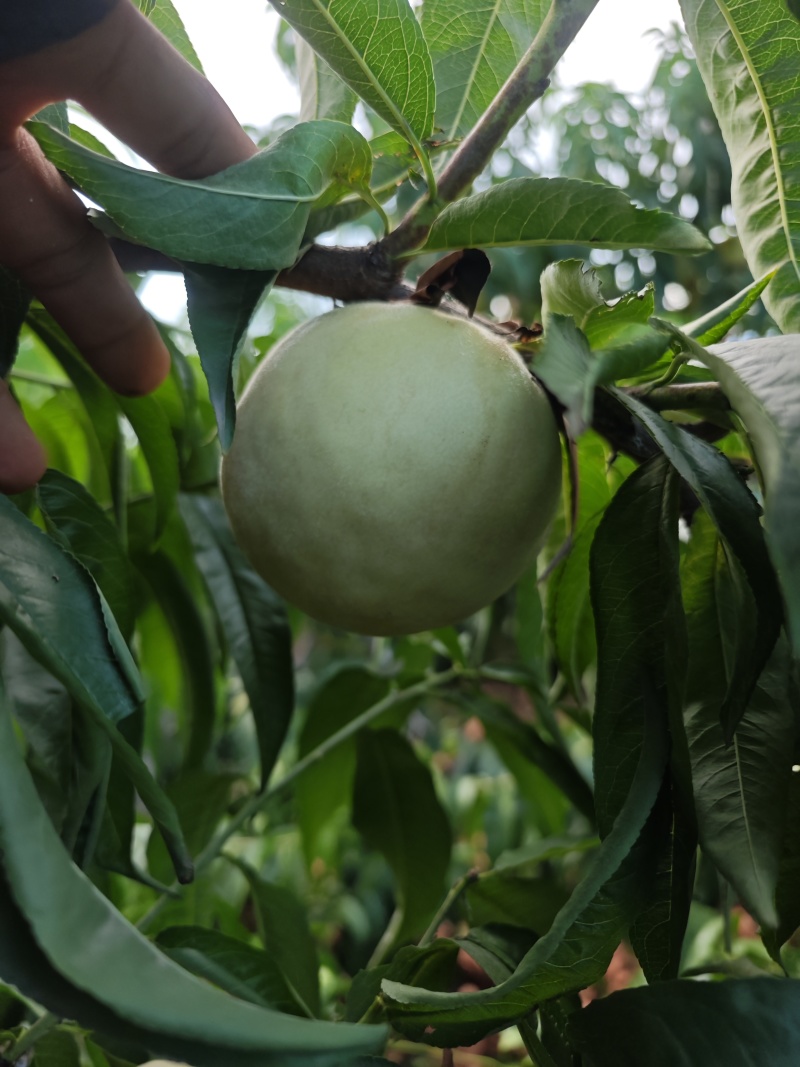 水蜜桃永莲蜜1号150亩黏合，拆袋中大量上市寻求有实力客