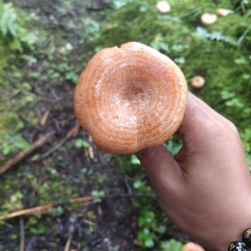野生松树菌
